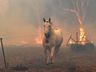 Incêndios na Austrália já mataram quase meio bilhão de animais
