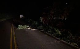 Galho de árvore sobre a pista provoca acidente na SC 496