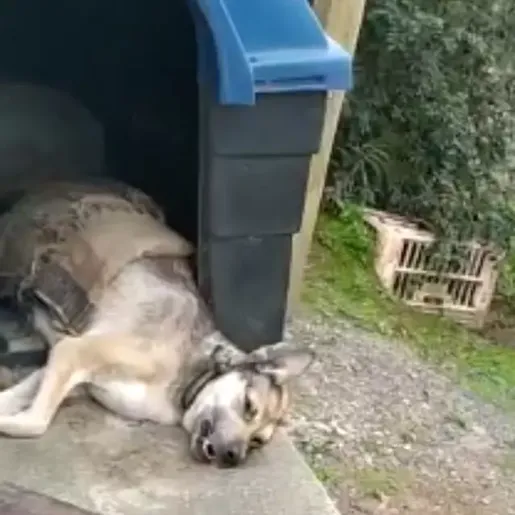 Homem é preso após tentar enterrar cachorra de ‘estimação’ viva em SC
