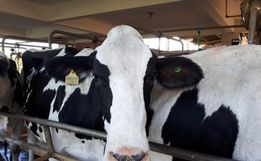 Cidasc alerta sobre obrigatoriedade do exame de tuberculose em rebanhos leiteiros