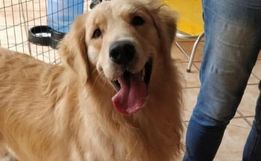 Aprovada lei que proíbe cachorro de latir em cidade catarinense