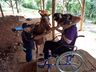 Empresário de São José do Cedro doa égua para sessões de equoterapia 