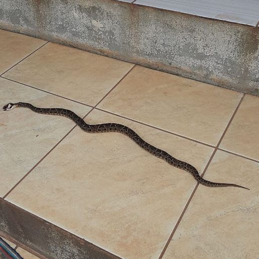Fotos: Condições climáticas justificam aumento no aparecimento de serpentes na região