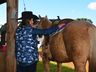 VÍDEO: Relação entre humanos e cavalos traz benefícios para o corpo e mente 