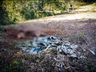 Vaca prenha é abatida e carne furtada em propriedade no interior de Bandeirante