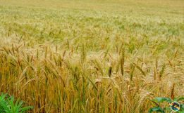 Boletim Agropecuário aponta aumento de 100% na produção catarinense de trigo