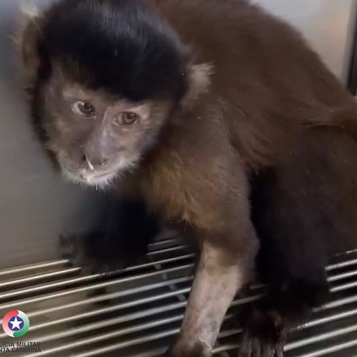 Macaco-Prego é resgatado no interior de Itapiranga