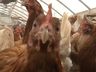 Caso de gripe aviária em aves domésticas é confirmado em Mato Grosso