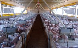 Alto custo de produção preocupa suinocultor de São José do Cedro