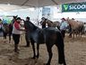 Cavalos crioulos de Itapiranga são avaliados na 11ª Efrait