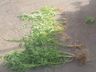 Polícia Militar de Itapiranga localiza plantação de maconha no interior