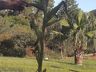 Agricultor de Iporã do Oeste encontra pé de milho com 10 espigas