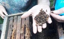 SC é o primeiro estado no país a proibir agrotóxico que mata abelhas