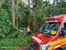 Saída de pista e colisão em árvore deixa um ferido na BR 282