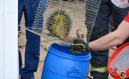 VÍDEO: Bombeiros resgatam animal silvestre em São Miguel do Oeste 