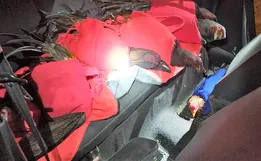 Galos usados para rinha são encontrados dentro de carro em SC