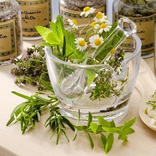 Escritório da Epagri em SJCedro esclarece dúvidas sobre plantas medicinais