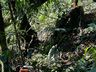 Idoso morre ao cair em ribanceira no interior de Caibi