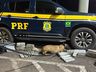 Cadela “Quântica” da PRF localiza maconha em ônibus na BR-163 em Guaraciaba