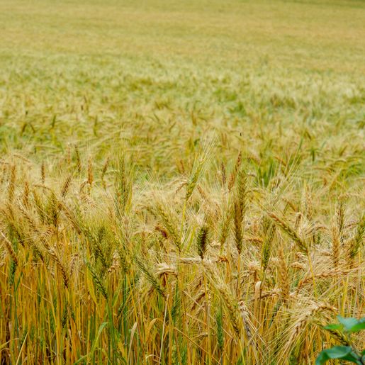 Boletim Agropecuário aponta aumento de 100% na produção catarinense de trigo