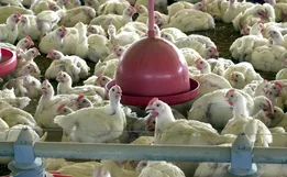 Mais três países suspendem importação de frango do Brasil