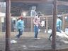 VÍDEO: acidente em leilão leva touro a morte na pista