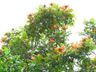 SC vai multar em R$ 1 mil quem plantar árvore com flor tóxica e letal