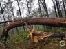 Temporais causam estragos em Itapiranga