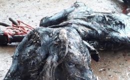 Bezerro com duas cabeças nasce em Salgado Filho