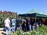 Cooperalfa promove campo tecnológico de pastagens de verão em SJCedro