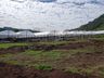 Empreendedor aposta na produção de hortifrutis no interior de Mondaí