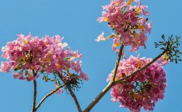 Chegada da primavera aumenta risco de doenças alérgicas e virais
