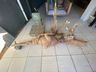 Pé de mandioca gigante de 112 kg levou 4 horas para ser colhido em SC
