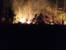 Incêndio atinge 64 hectares de reflorestamento no interior