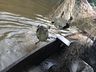 Período da Piracema encerra na região com aumento no número de apreensões de material de pesca
