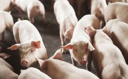 SC exporta 72,8 mil toneladas de carne suína e alcança patamar recorde