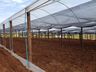 Empreendedor aposta na produção de hortifrutis no interior de Mondaí