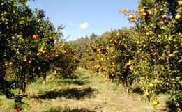 Conectando ao Agro aborda fruticultura em nossa região 
