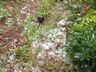 Chuva de granizo atinge interior de Campo Erê e São Bernardino 