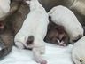 ONGs recolhem cães que tiveram caudas cortadas em São Miguel do Oeste