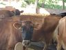 Desafio entre agricultores nas redes sociais incentiva consumo do leite e valorização da atividade