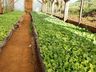 Produtores de Iporã do Oeste relatam satisfação na produção de tabaco há quase 20 anos