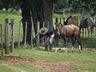 Primeiro encontro Cavalo Marchador reúne mais de 1000 pessoas 