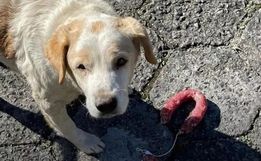 Cachorro é flagrado entrando em padaria e roubando salame; vídeo