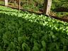 Produtores de Iporã do Oeste relatam satisfação na produção de tabaco há quase 20 anos