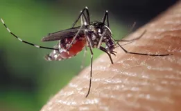 Municípios passam por levantamento para diagnosticar riscos de transmissão de Dengue e Chikungunya