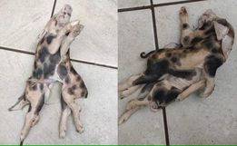 Leitão com dois corpos, uma cabeça e seis patas nasce em Iraceminha