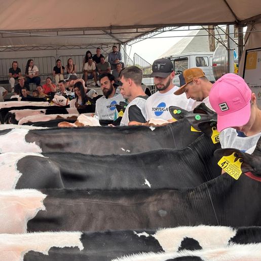 Qualidade genética e potencial leiteiro em destaque no julgamento de gado holandês da ExpoCedro 2025