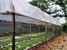 Na capital da fruta, produtores trabalham na sucessão familiar 