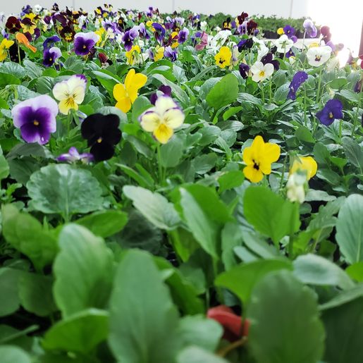 CAESP/APAE Caminho de Luz realiza feira de flores de inverno